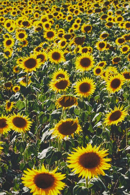 A vibrant field of blooming sunflowers with large, bright yellow petals and dark brown centers, stretching across a sunny landscape. The flowers are densely packed, showing leafy green stems and leave